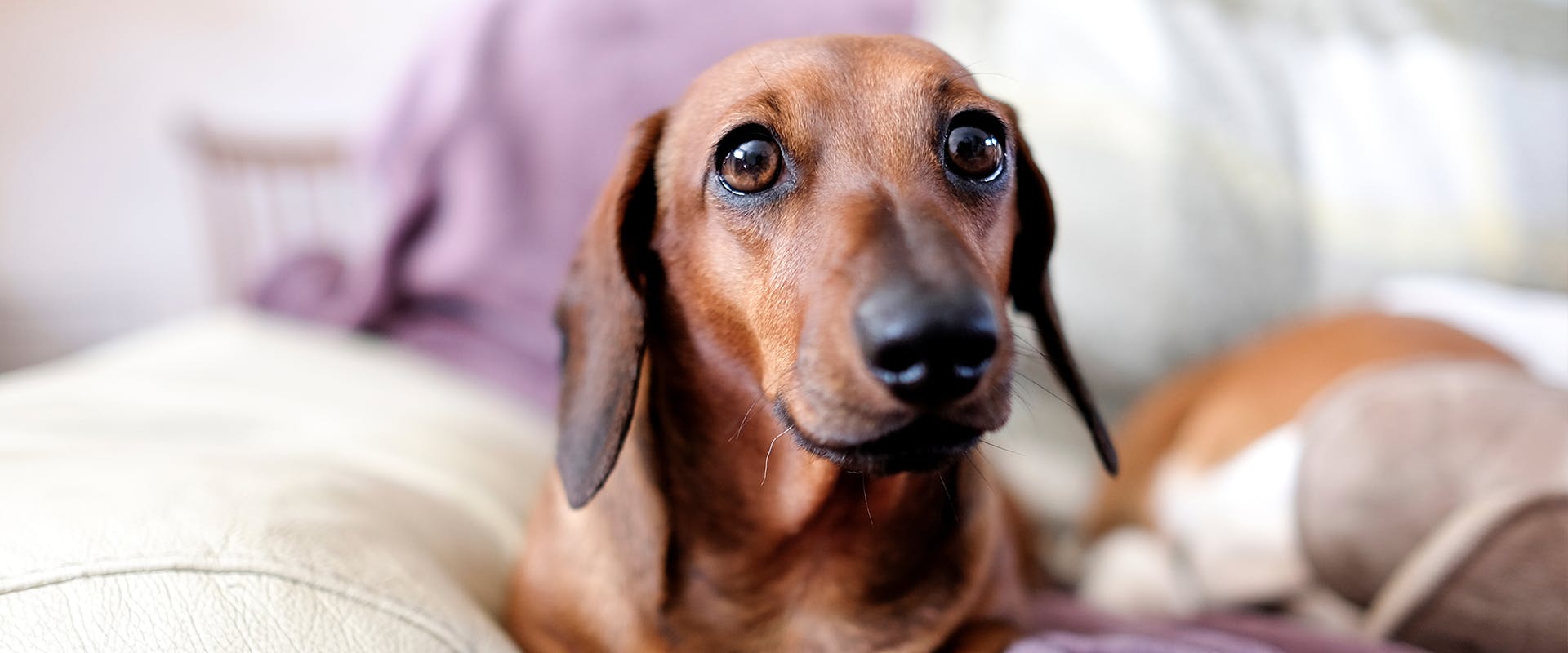 13 Dog Breeds With Floppy Ears TrustedHousesitters